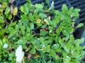 Dryas octopetala  Alpen -Silberwurz