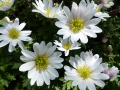 Bild 1 von Anemone nemorosa  Buschwindröschen