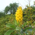 Bild 2 von Argyrocytisus battandieri  Baum-Ginster  Ananasginster