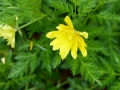 Bild 3 von Adonis amurensis Pleniflora  Gefülltes Adonisröschen