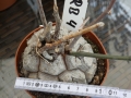 Bild 2 von Schildkrötenpflanze Dioscorea elephantipes RB4