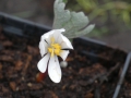 Bild 4 von Sanguinaria canadensis  