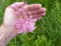 Bild 4 von Filipendula ulmaria rubra  Echtes Mädesüß