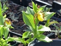 Bild 4 von Cypripedium-Hybriden  gelb-rot