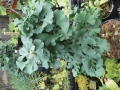 Bild 2 von Ginkgo biloba Troll  50-80cm
