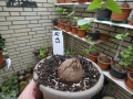 Bild 1 von Schildkrötenpflanze Dioscorea elephantipes  K13