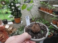 Bild 1 von Schildkrötenpflanze Dioscorea elephantipes  K7