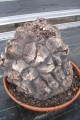 Bild 27 von Schildkrötenpflanze Dioscorea elephantipes 