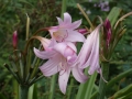 Bild 8 von Crinum powellii  Hakenlilie oder Gartenamaryllis