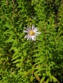 Aster nemoralis, Mooraster