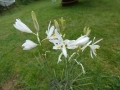 Bild 3 von Anthericum liliago  Traubige Graslilie