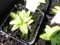 Bild 7 von Pinguicula grandiflora  Großes Fettkraut