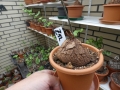 Schildkrötenpflanze Dioscorea elephantipes  Z12