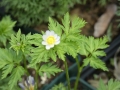 Adonis brevistyla  Frühlings-Adonisröschen