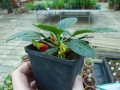 Bild 13 von Impatiens niamniammensis  Kongolieschen oder Papageienpflanze