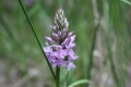 Bild 2 von Dactylorhiza fuchsii, Knabenkraut