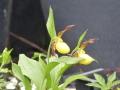 Bild 2 von Cypripedium-Hybriden  gelb-rot