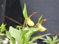 Bild 2 von Cypripedium-Hybriden parviflorum