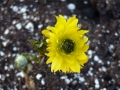 Bild 6 von Adonis amurensis Pleniflora  Gefülltes Adonisröschen