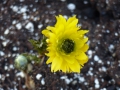 Bild 6 von Adonis amurensis Pleniflora  Gefülltes Adonisröschen Solitär