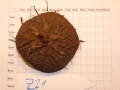 Bild 2 von Schildkrötenpflanze Dioscorea elephantipes  Z21