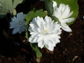 Sanguinaria canadensis  Multiplex Plena  gefüllter Kanadische Blutwurzel