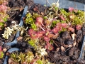 Bild 6 von Drosera rotundifolia, rundblättriger Sonnentau