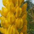Bild 3 von Argyrocytisus battandieri  Baum-Ginster  Ananasginster