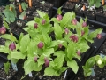 Bild 2 von Cypripedium-macrantha  x parviflora