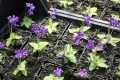 Bild 3 von Pinguicula grandiflora  Großes Fettkraut