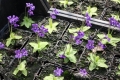 Bild 2 von Pinguicula grandiflora  Großes Fettkraut