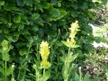 Bild 3 von Gentiana lutea      gelber Enzian