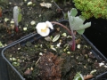 Bild 3 von Sanguinaria canadensis  