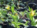 Bild 3 von Cypripedium-Hybriden parviflorum