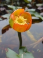 Nuphar japonica