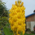 Argyrocytisus battandieri  Baum-Ginster  Ananasginster