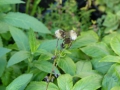 Bild 2 von Inula britanica  Sumpf-Alant
