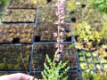 Bild 1 von Calluna vulgaris  Besenheide Wildform