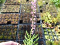 Bild 3 von Calluna vulgaris  Besenheide Wildform