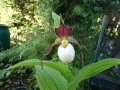 Bild 3 von Cypripedium Kentucky Tibeticum