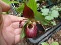 Bild 3 von Cypripedium  Tibeticum