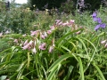 Bild 2 von Crinum powellii  Hakenlilie oder Gartenamaryllis