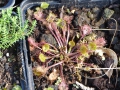 Bild 7 von Drosera rotundifolia, rundblättriger Sonnentau