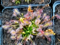 Bild 6 von Drosera intermedia, mittlerer Sonnentau