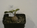 Schildkrötenpflanze Dioscorea elephantipes B02