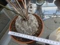 Bild 1 von Schildkrötenpflanze Dioscorea elephantipes UR3