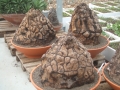 Bild 22 von Schildkrötenpflanze Dioscorea elephantipes UR3