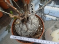 Bild 2 von Schildkrötenpflanze Dioscorea elephantipes UR10