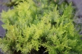 Bild 2 von Thuidium tamariscinum  Thujamoos,Tannenmoos