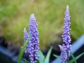 Bild 2 von Liriope muscari  Traubenlilie